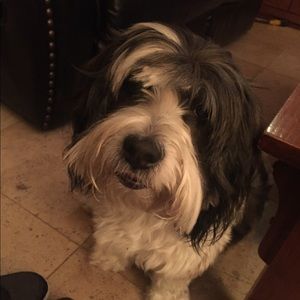 Meet your Posher, Bruce